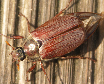 Maikäfer am 25. April