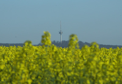 Nikolausberger Sender zur Rapsblüte