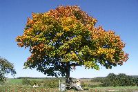 Ahorn mit buntem Herbstlaub