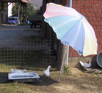 Gänse unter Sonnenschirm